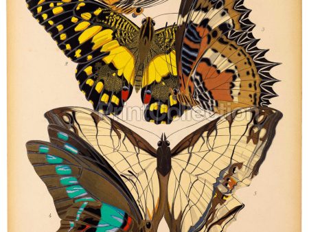 Butterflies Plate 9, E.A. Seguy Online