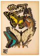 Butterflies Plate 9, E.A. Seguy Online