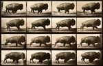 Buffalo Running, Animal Locomotion Plate 700 Online