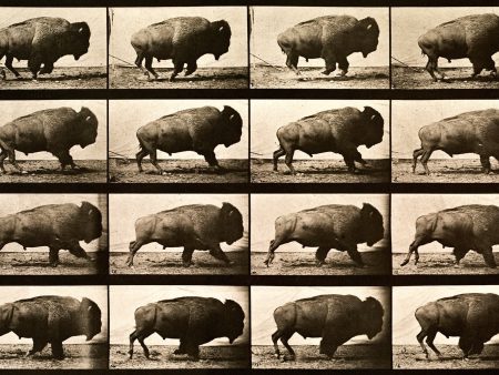 Buffalo Running, Animal Locomotion Plate 700 Online