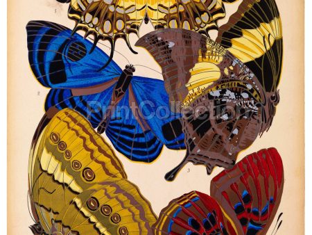 Butterflies Plate 4, E.A. Seguy Online now