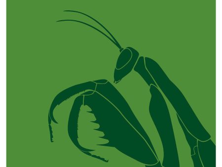 Connecticut European Mantis For Sale