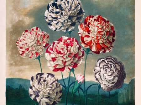 A Group of Carnations For Cheap