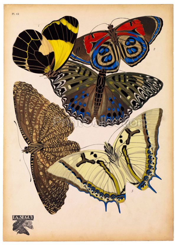 Butterflies Plate 12, E.A. Seguy Cheap