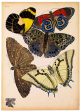 Butterflies Plate 12, E.A. Seguy Cheap