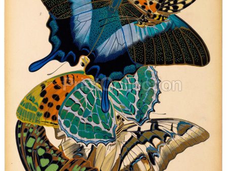 Butterflies Plate 13, E.A. Seguy Discount