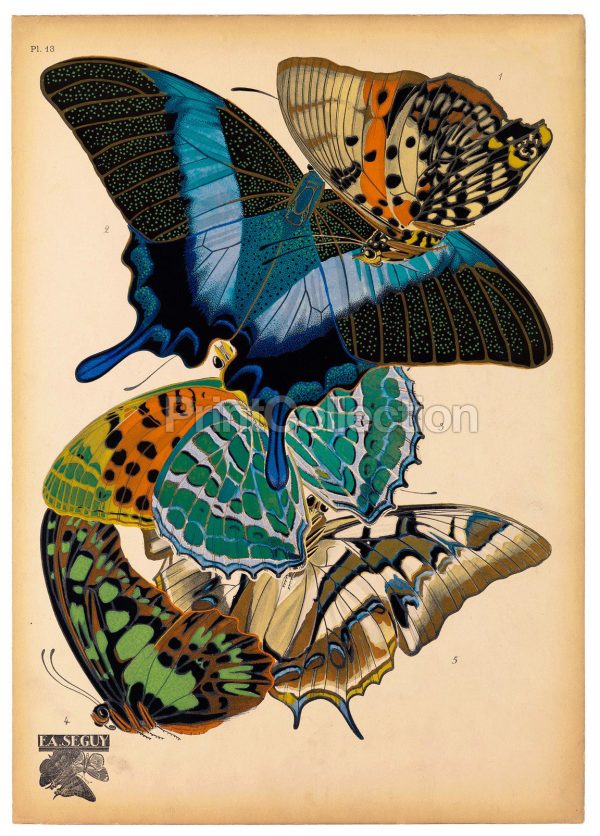 Butterflies Plate 13, E.A. Seguy Discount