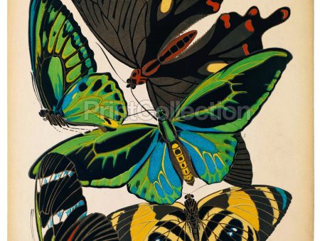 Butterflies Plate 1, E.A. Seguy For Discount