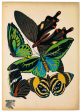 Butterflies Plate 1, E.A. Seguy For Discount