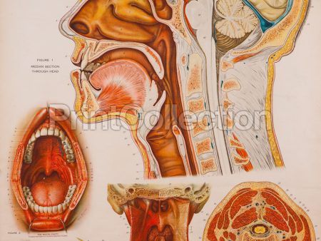 American Frohse Anatomical Wallcharts, Plate 7 Cheap