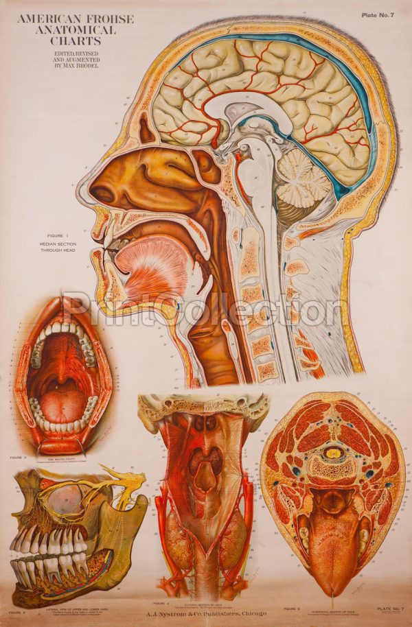 American Frohse Anatomical Wallcharts, Plate 7 Cheap