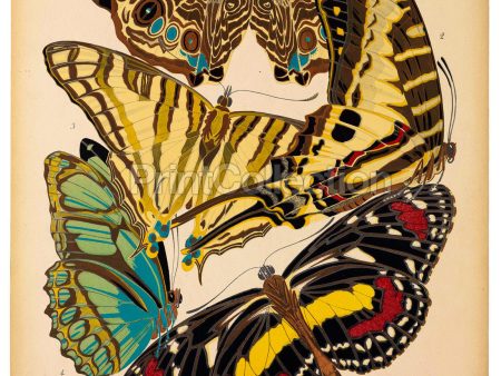 Butterflies Plate 5, E.A. Seguy Hot on Sale