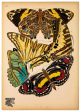 Butterflies Plate 5, E.A. Seguy Hot on Sale