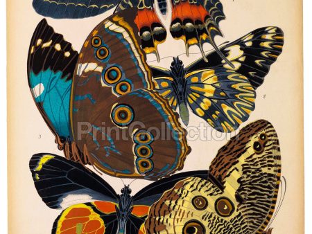 Butterflies Plate 2, E.A. Seguy Cheap