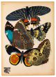 Butterflies Plate 2, E.A. Seguy Cheap